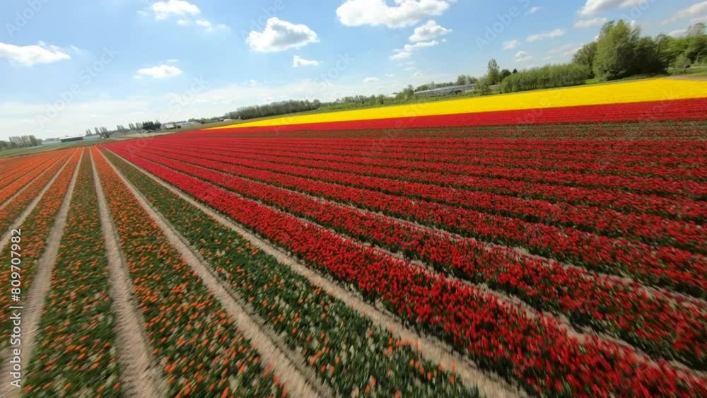 FPV Drone flying over Tulips Fields in the Netherlands. Sport racing cinematic drone shot of blooming tulip flowers. FPV Drone flying over Tulips Fields in the Netherlands. Sport racing cinematic drone shot of blooming tulip flowers.