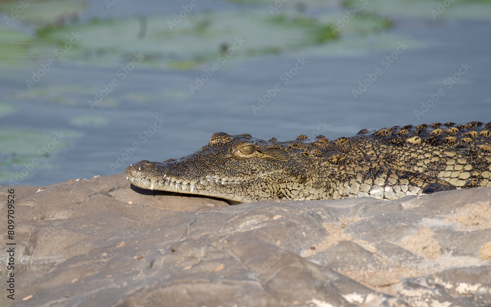 Naklejka premium Nile Crocodile basking on a rock