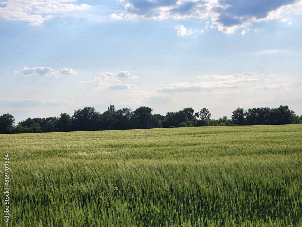 Field with cereal crops. Green field under the sky with clouds. Rural landscape Field with cereal crops. Green field under the sky with clouds. Rural landscape