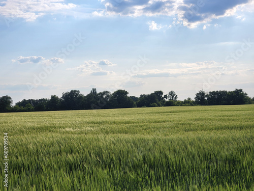 Field with cereal crops. Green field under the sky with clouds. Rural landscape