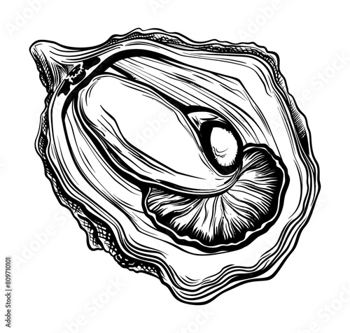 oyster engraving black and white outline