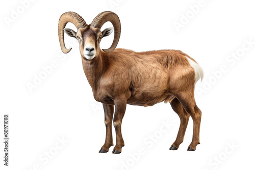 A ram with horns is standing on a white background