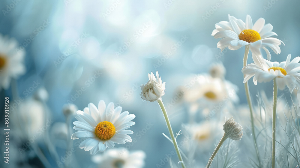 daisy flowers on blur blue light background daisy flowers on blur blue light background