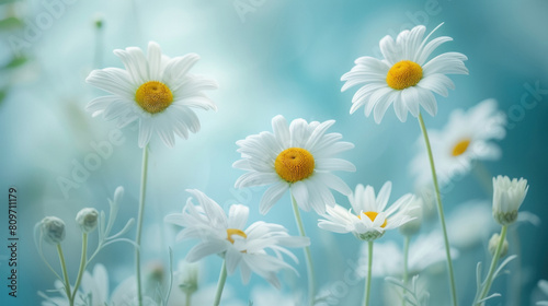 daisy flowers on blur blue light background