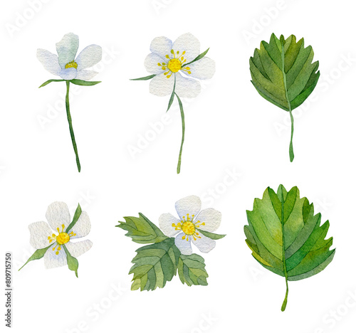Watercolor white strawberry flowers set. Branches with strawberry flowers highlighted on a white background. Spring flowers for printing, invitations, postcards 