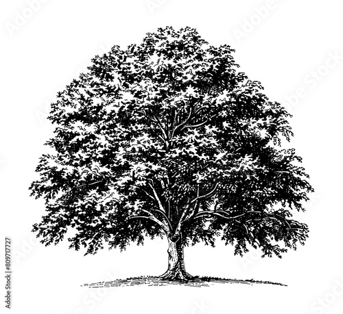 oak tree engraving black and white outline