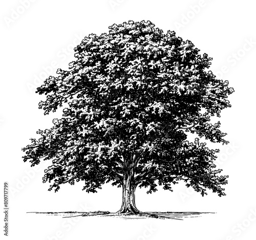 oak tree engraving black and white outline