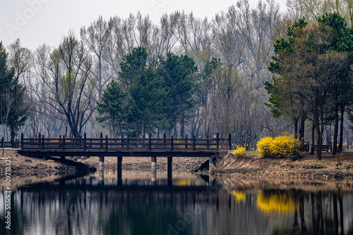 Forsythia flowers bloom in Jingyuetan National Forest Park in Changchun, China in spring photo
