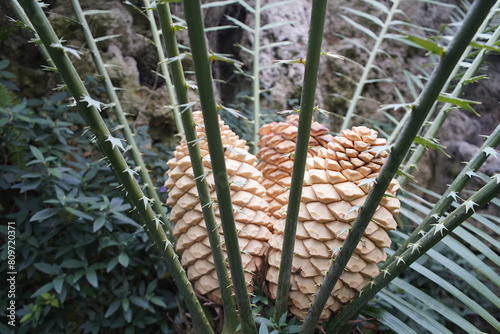 Encephalartos transvenosus is a palm-like cycad in the family Zamiaceae, with a localized distribution in Limpopo, South Africa. Botanical Garden, Munich – Germany.