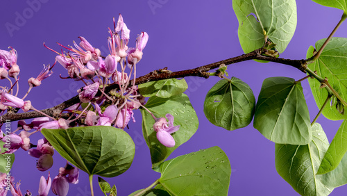 Blooming cercis siliquastrum on a purple background photo