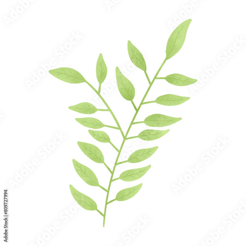 Watercolor vector illustration of a seaweed in childish style.