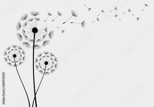 Wild flower dandelion in a vector style isolated. Vector flower for background, dandelion flying wall decal children's room 