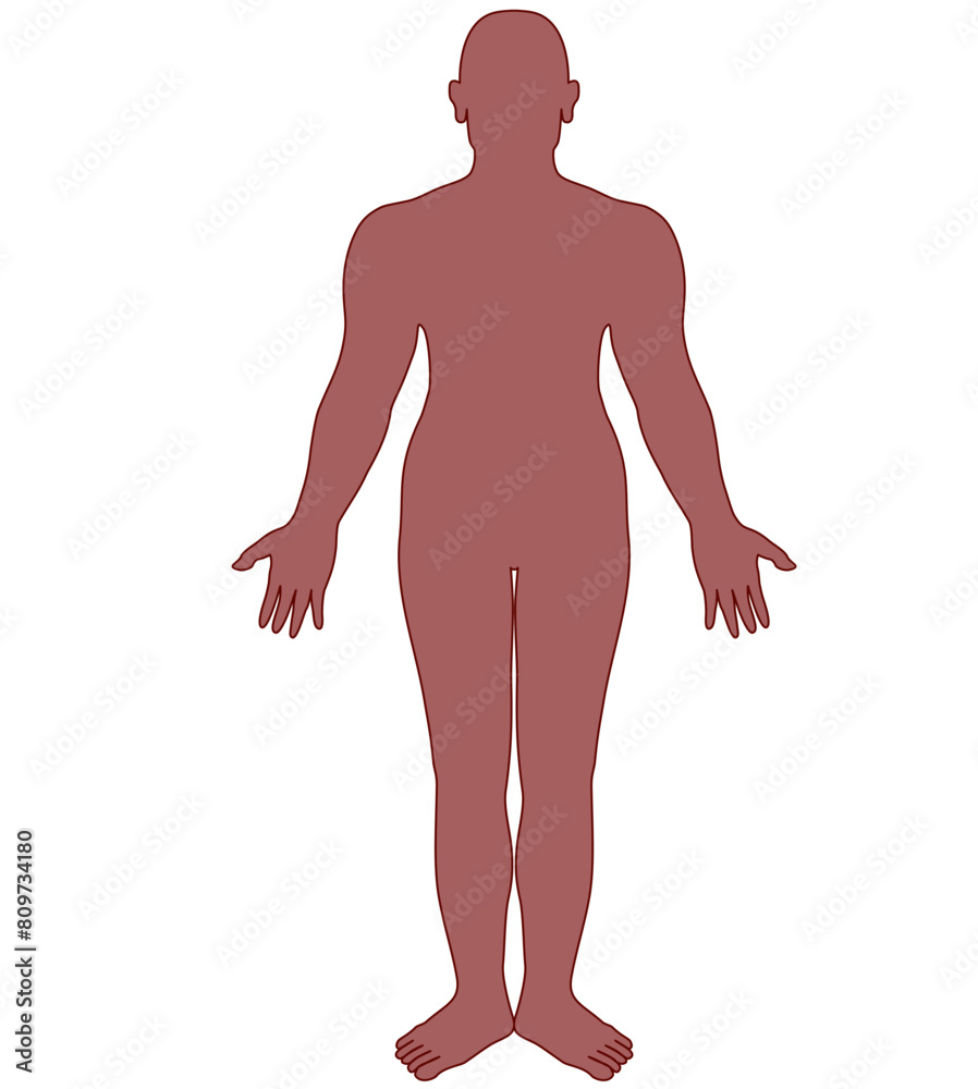 Flat sketch drawing of the outline of the human body Flat sketch drawing of the outline of the human body