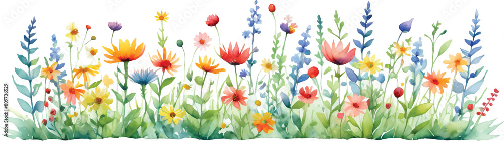 Wildflowers in watercolor illustration isolated on white background2