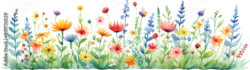 Wildflowers in watercolor illustration isolated on white background2