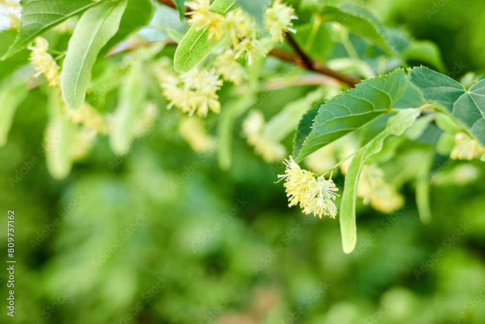 Flowers on the branches of a blooming linden close-up Flowers on the branches of a blooming linden close-up