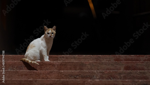 Cat on the stairs at the lightspot photo