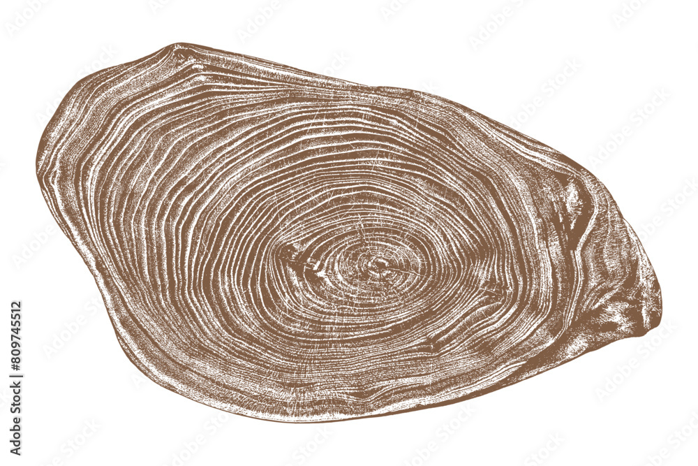 Wood texture cross section of tree rings. Cut slice of wooden stump isolated on white. Textured surface with rings and cracks. Brown background made of hardwood from the forest. Vector illustration.