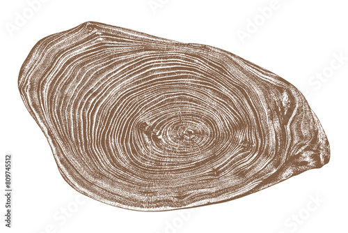 Obraz na płótnie Wood texture cross section of tree rings. Cut slice of wooden stump isolated on white. Textured surface with rings and cracks. Brown background made of hardwood from the forest. Vector illustration. w salonie