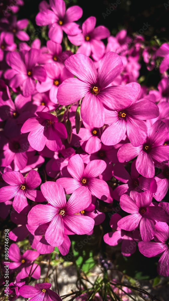 dark pink oxalis petals in a garden dark pink oxalis petals in a garden