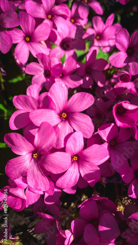 dark pink oxalis petals in a garden