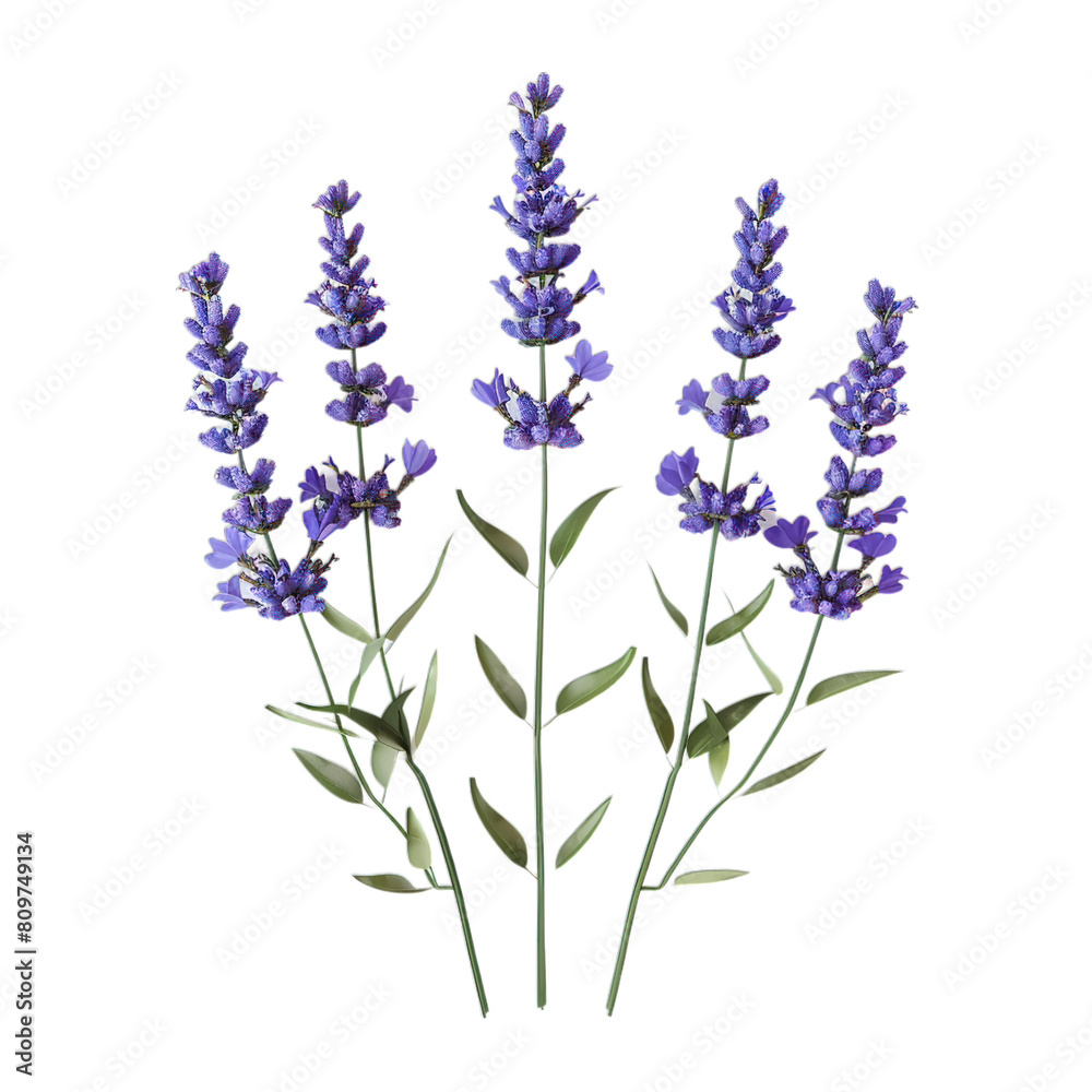 Naklejka premium lavender flowers isolated on white background