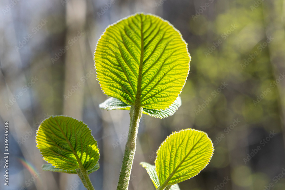 green leaves on a branch