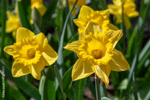 Obraz na płótnie yellow daffodils in spring w salonie