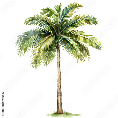 Trees front view  PNG  watercolor style vector tree  palm tree  architectural element  PNG bundle  vector clipart  transparent background