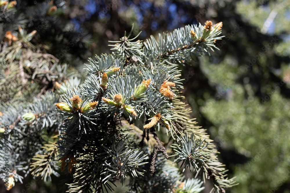 Close-up of many green leaves of Abies alba coniferous tree