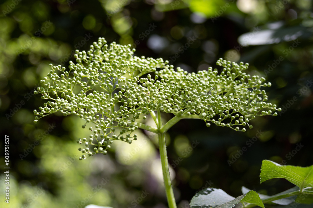 Elderflower. Sambucus williamsii flowers