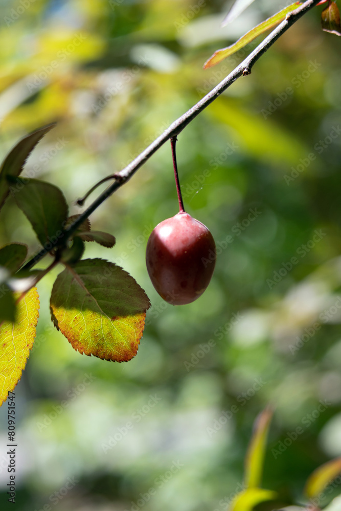 Cherry plum. Myrobalan plum. Prunus cerasifera