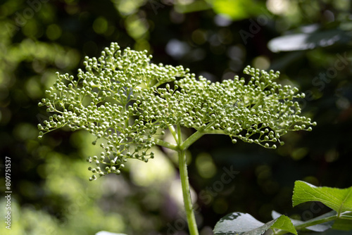 Obraz na płótnie Elderflower. Sambucus williamsii flowers w salonie
