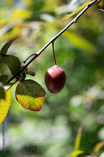 Obraz na płótnie Cherry plum. Myrobalan plum. Prunus cerasifera w salonie
