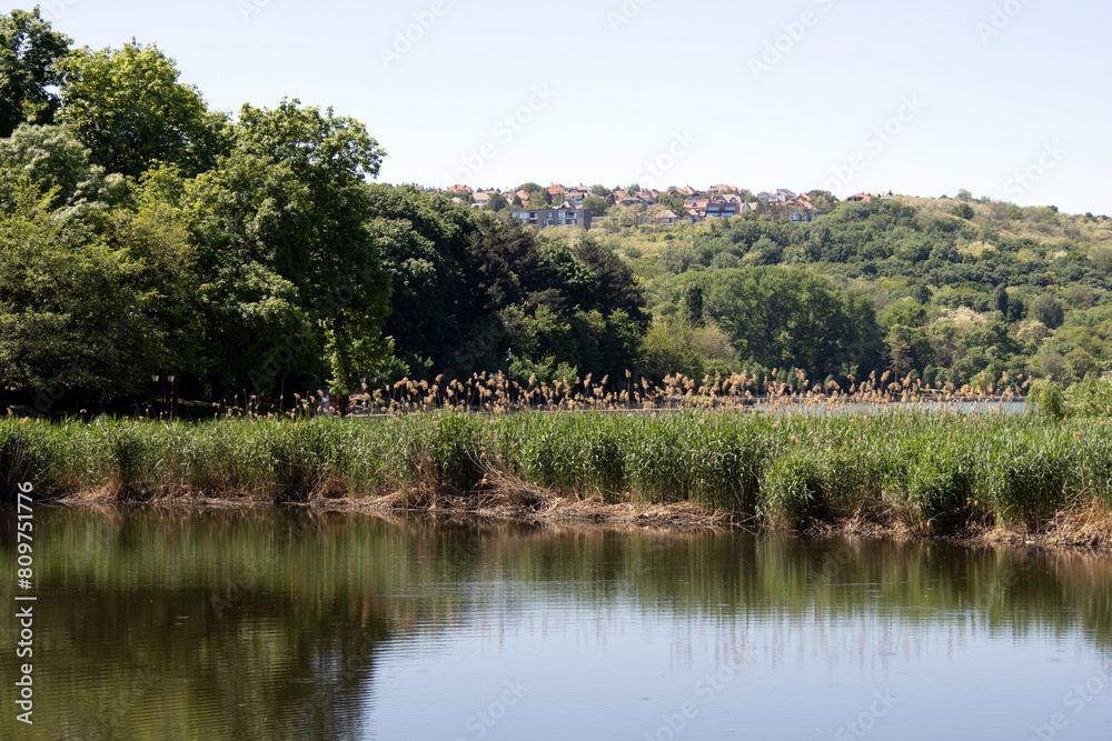 The shore of the lake. Reeds