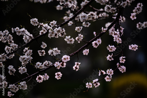 Apricot blossoms blooming in early spring