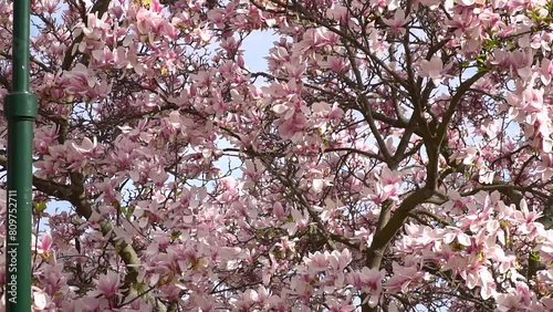 Zoom in view of the pink cherry blossom in spring