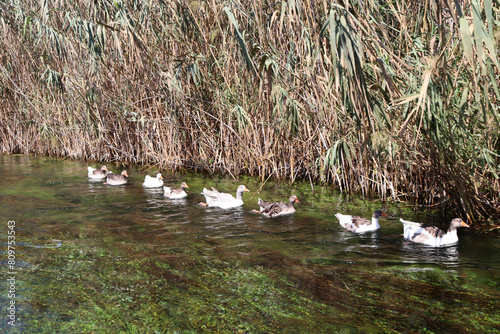 ducks swimming in the canyon photo