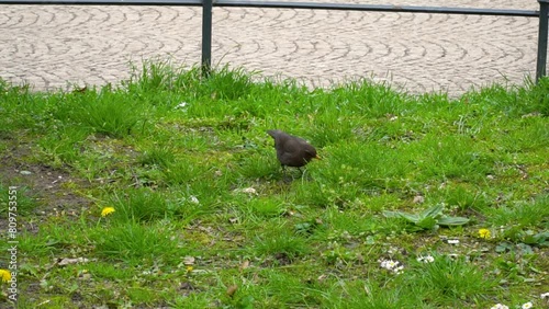 Black bird walks on the grass