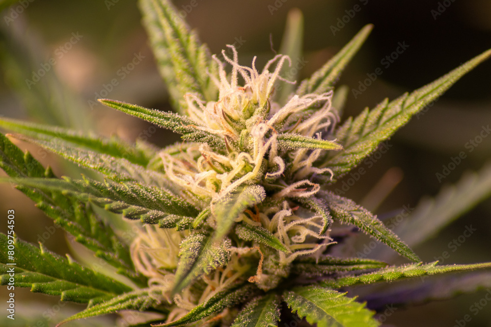 Cannabis in der Blühte Cannabis in der Blühte