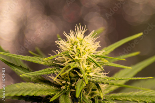 Cannabis in der Blühte