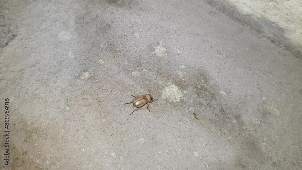 cockroach cockroach