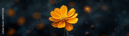 A simple yet powerful image of a marigold flower, symbolizing vitality and growth, perfectly suited for Hanami (Cherry Blossom Festival) photo