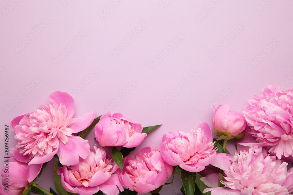 Pink peony flowers on purple background. Top view with copy space. Flat lay
