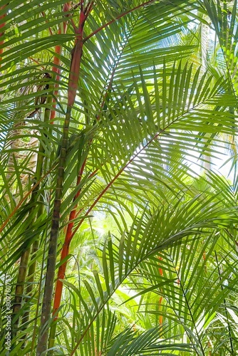 Sunlight filters through dense foliage of tropical forest  illuminating green palm fronds and creating serene atmosphere. Ideal for eco-tourism enthusiasts seeking natural tranquility. Vertical format