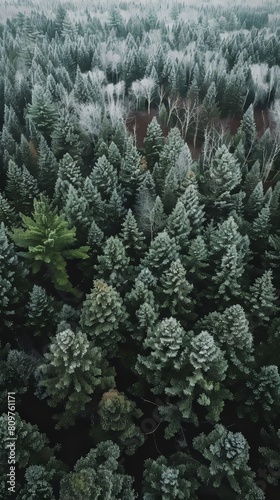 Pristine boreal forests stretching for miles