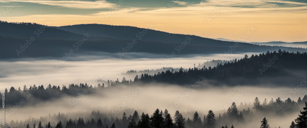 amazing mystical fog forest, black forest magic in Germany