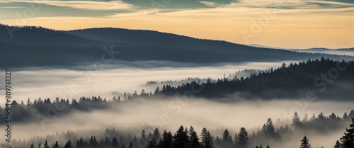 amazing mystical fog forest, black forest magic in Germany
