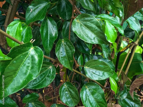 Wallpaper Mural Betel leaf or scientific name Piper Betle Linn, is a medicinal plant, betel leaf contains antiseptic substances, betel leaf is known as a medicinal plant because betel leaf contains antiseptic  Torontodigital.ca