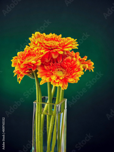 Stunning red and yellow germini gerbera flower bouquet in a square glass vase on dark and green background. Creative nature studio shot. Sun like flowers. Abstract art. photo